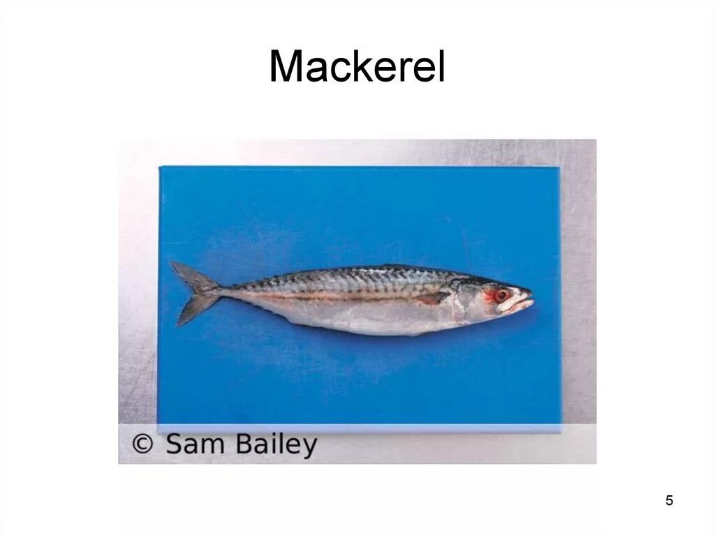Mackerel перевод. Скумбрия перевод на английский. род слова макрель. mackerel sky перевод.