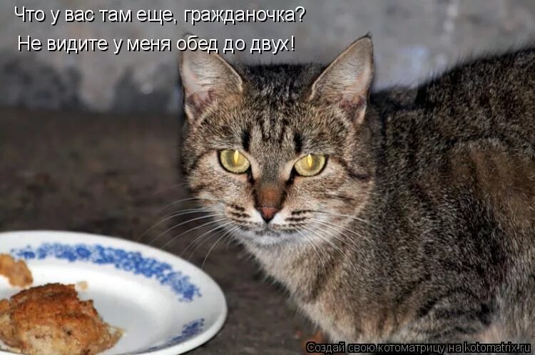 К чему снится съесть кошку