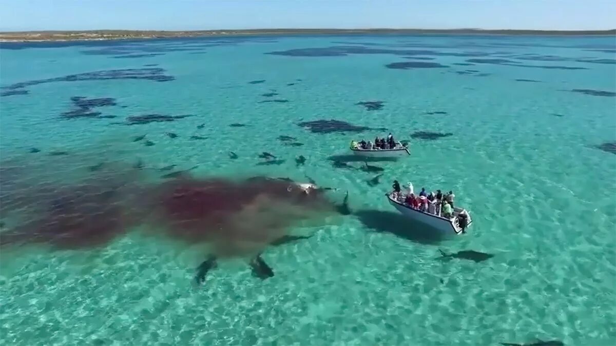 Нападение акул в турции. Акулы в Средиземном море. Красное море акулы на пляже.
