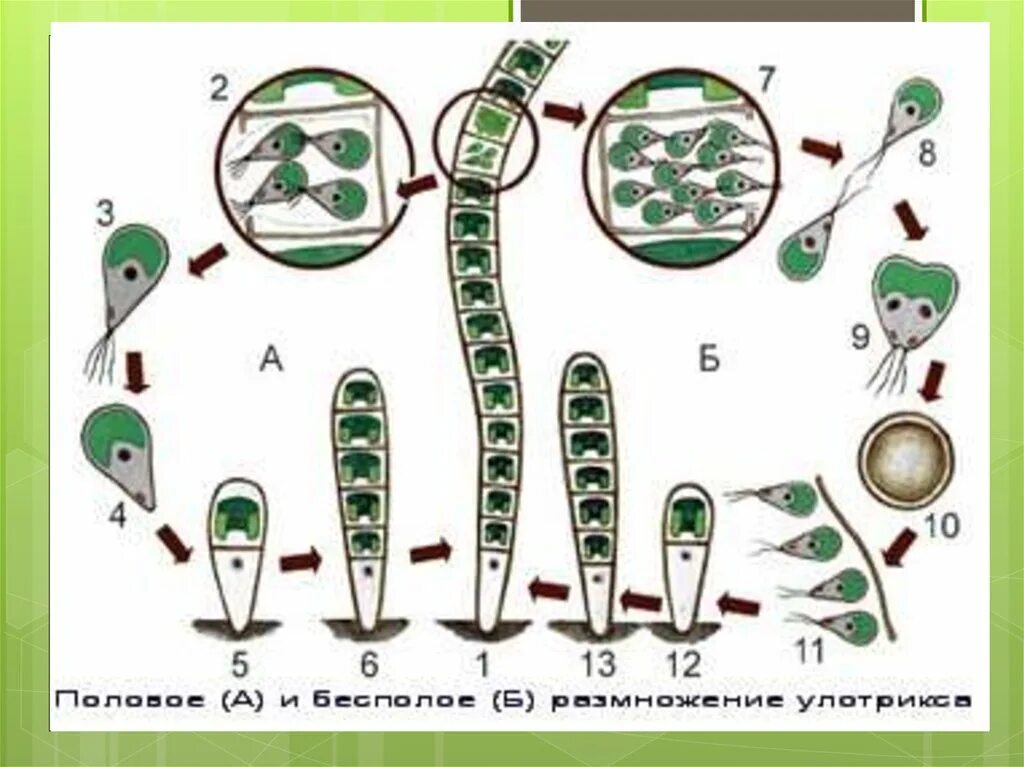 Жизненный цикл улотрикса. Размножение водоросли улотрикса. Схема размножения улотрикса. Размножение водорослей улотрикс.