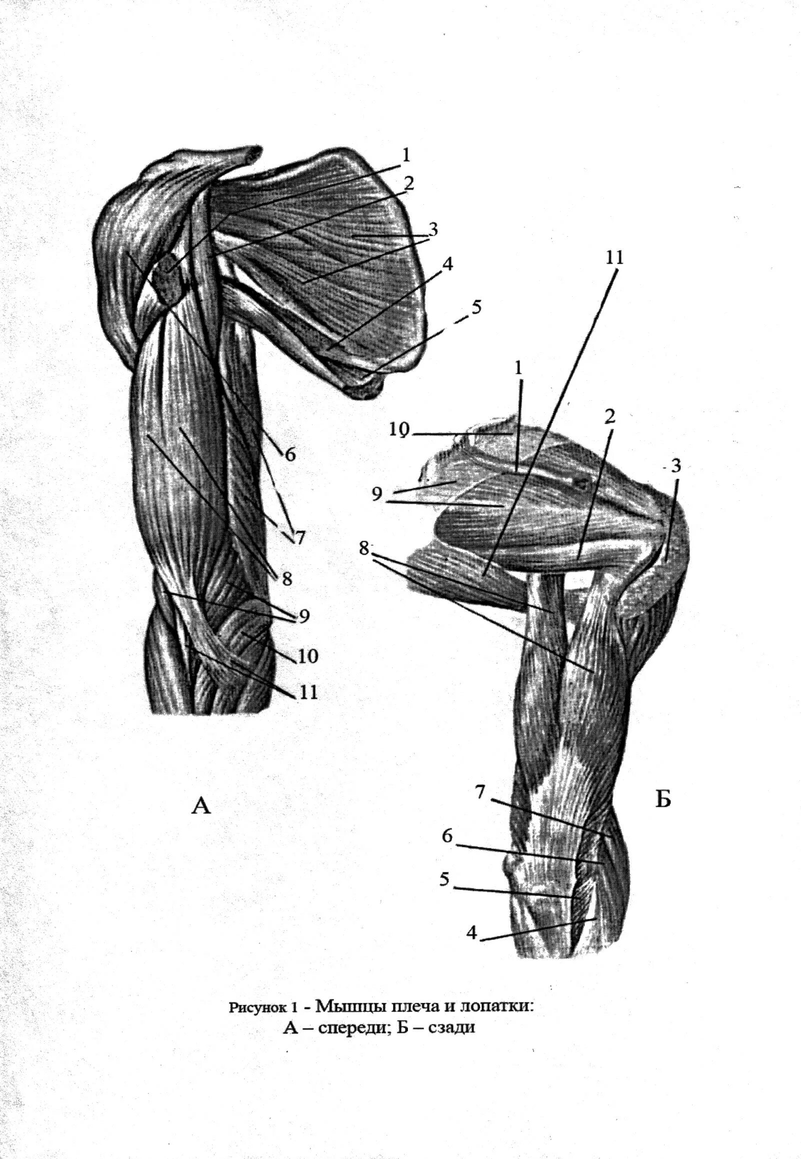 Мышцы плечевого пояса и плеча вид спереди. Мышцы плеча передняя группа анатомия. Мышцы плечевого пояса и плеча Синельников. Внутренняя поверхность плеча