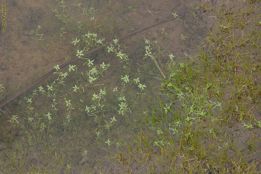 Болотник 2 полностью. Болотник болотный (Callitriche palustris l.). Болотник водяная Звездочка. Водяная Звездочка, болотник (Callitriche palustris). Красовласка Болотная.