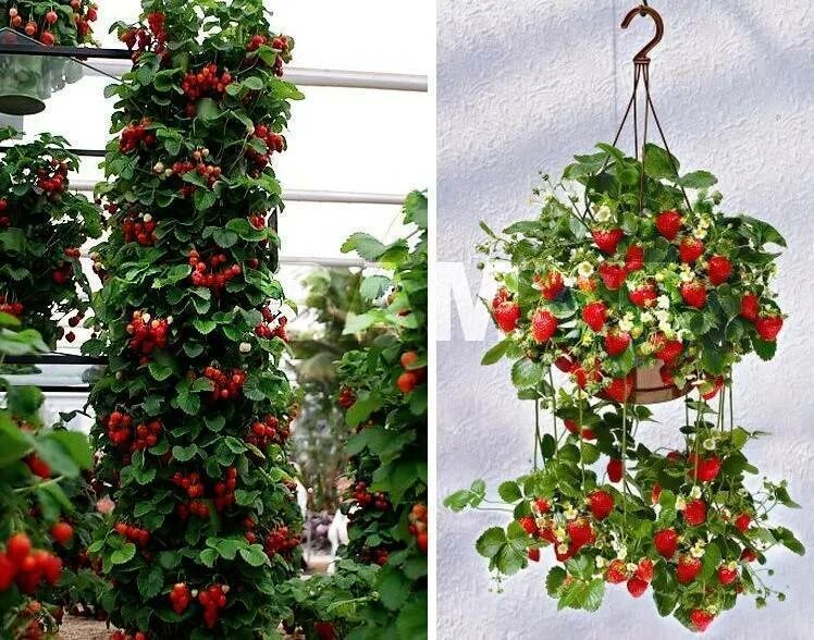 New York City’s Most Successful and Longest-Running Hydroponic Rooftop Farm Now
