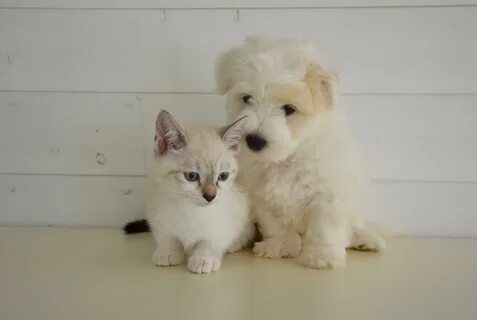 Белая собака кошка