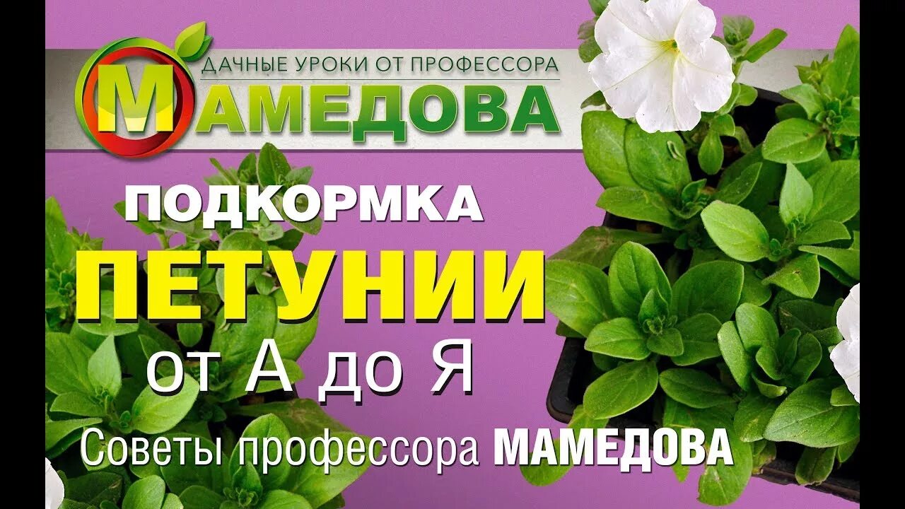 Как подкормить петунию селитрой. Подкормка петуний. Удобрение для петуний. Удобрение для рассады петунии. Подкормка для петуний для роста и цветения.