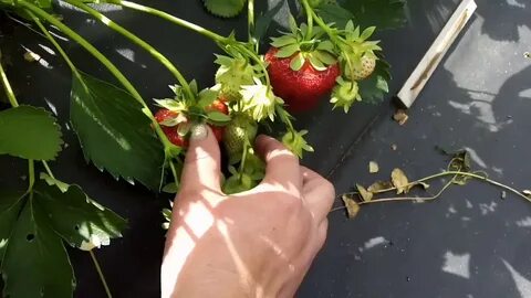 Урожайность клубники джоли