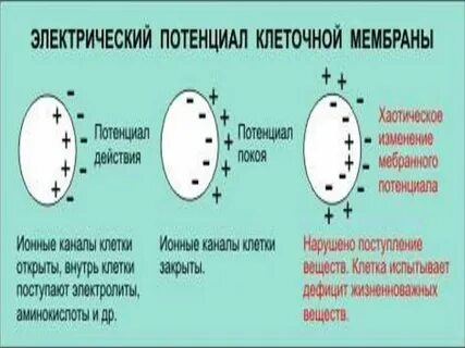 Электрический заряд клеток