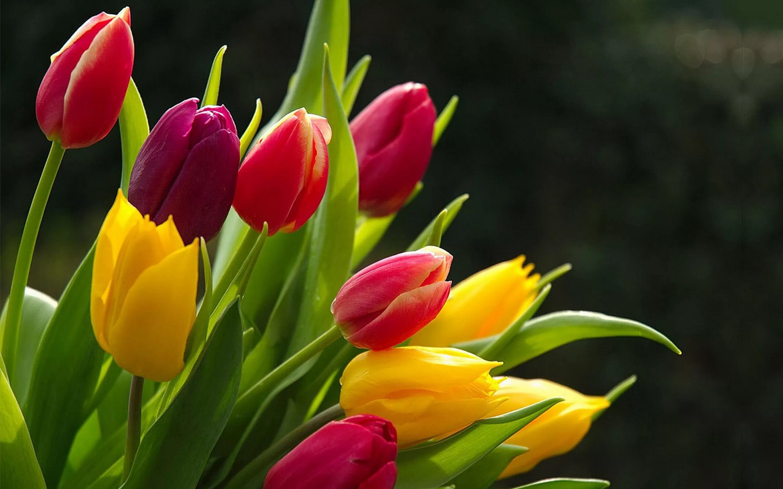 Тюльпан Кэрнз. Цветы тюльпаны. Тюльпаны разноцветные. Тюльпаны крупным планом.