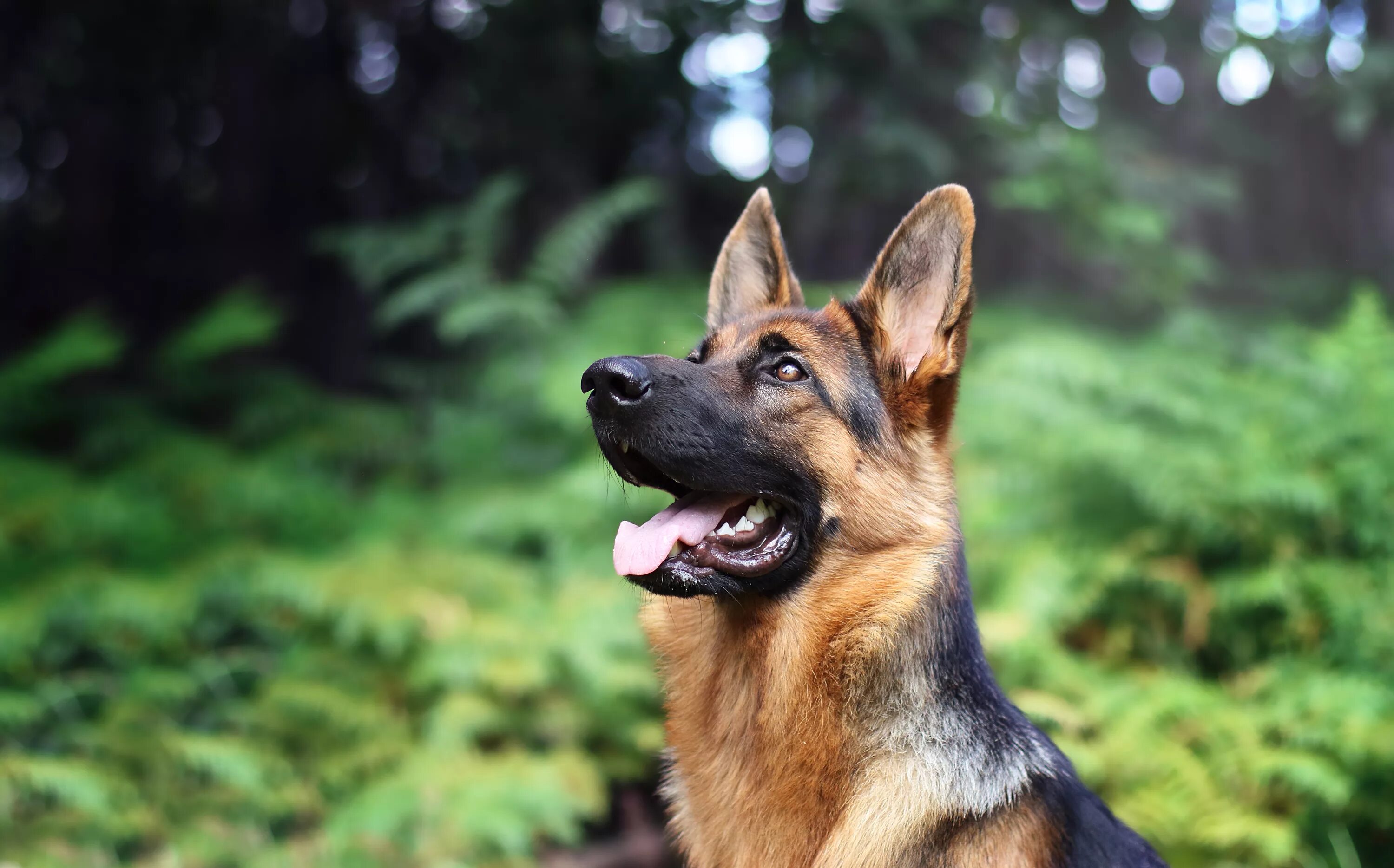 Собака на немецком. Баварская овчарка Shepherd. Немецкая овчарка 4 к. German Shepherd немецкая овчарка. Джерман Шеферд.