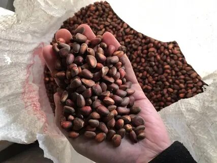Кедровые орехи кг