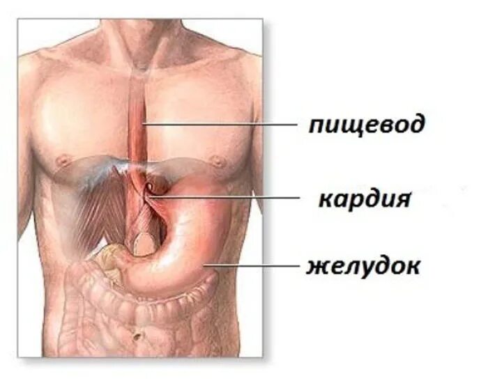 Болит пищевод и желудок