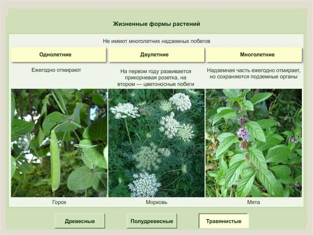 Жизненная форма 5 класс. Жизненные формы покрытосеменных растений. Жизненные формы травянистых растений. Жизненная форма травы. Цветковые растения жизненные формы.