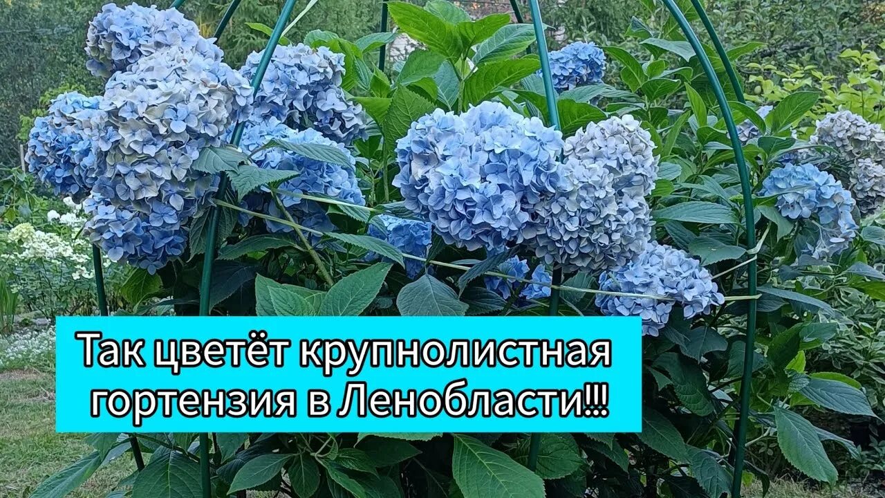 Как заставить цвести крупнолистную гортензию. Как заставить цвести крупнолистную гортензию