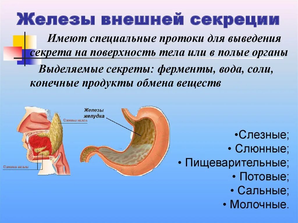 Органы внешней секреции человека. Железы внешней секреции. Железа нижней секреция. Железо внешней секреции. Что вырабатывают железы внешней секреции.