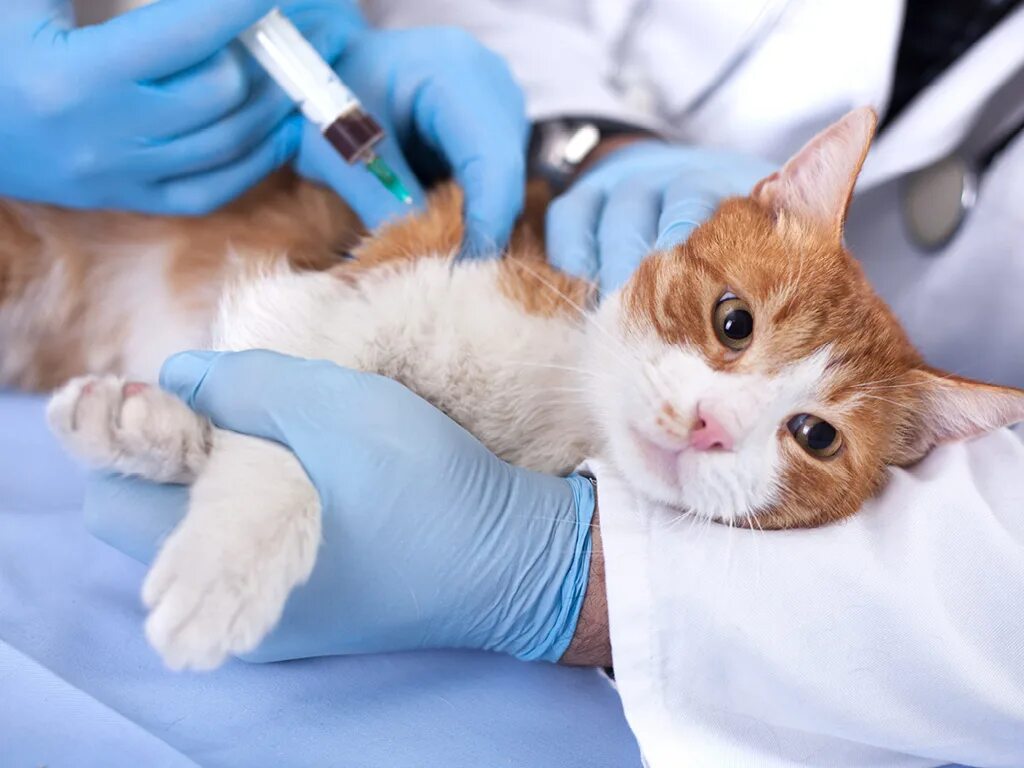 Вакцинация кошек. Терапия животных. Кошачьи вакцины. Укол кошке. Бесплатные прививки для кошек в москве