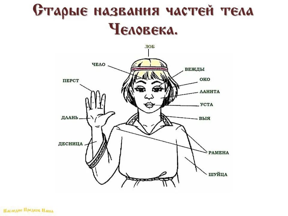 Выя человека. Чело лоб. Чело-лоб картинка. Чело или чело. Части головы на греческом.