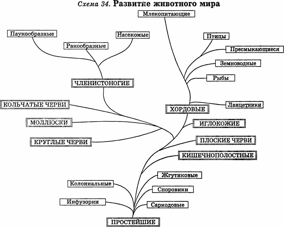 Эволюция животных схема. Эволюция растений схема.