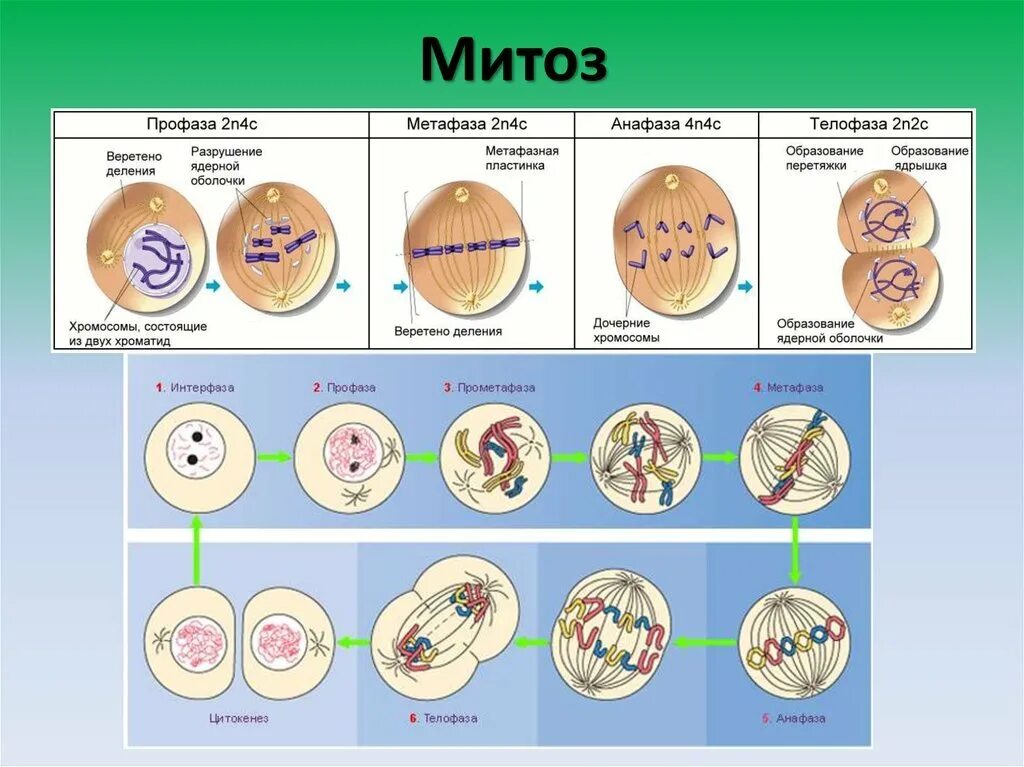 Деление митоза рисунок. Деление эукариотической клетки митоз. 4 стадии митоза. этапы деления клетки митоз. 2 стадия митоза.