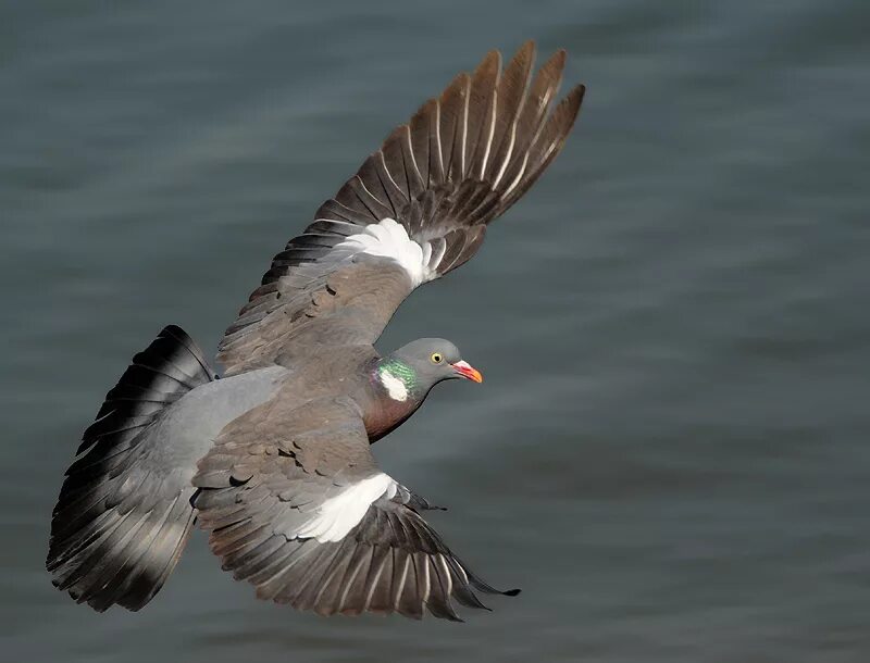 хищная птица с белыми полосками. птица на крыльях белые полосы. сорокопут птица. ястреб-тетеревятник. голубая сойка в полете.