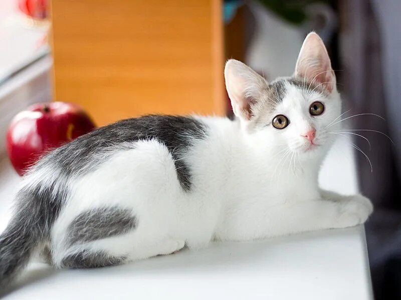 Кошки бело серого окраса. Белая кошка с серыми пятнами. Белый кот с серыми пятнами. Белый котенок с серыми пятнами. Кошка серая с пятнами.