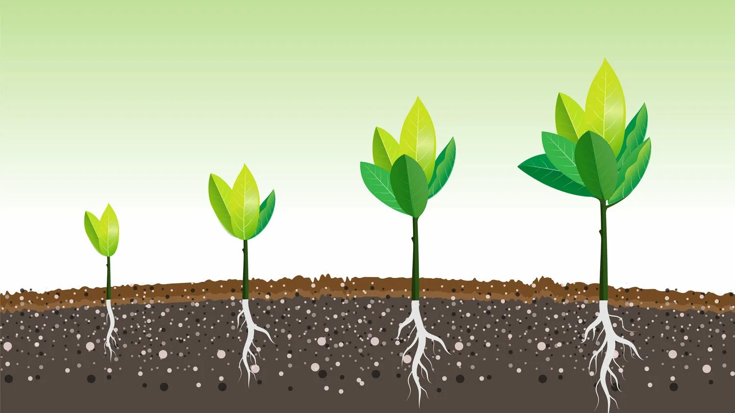 Как солнце помогает растениям расти. Росток из земли. Plant growing is. Росток дерева. Plant growing is.
