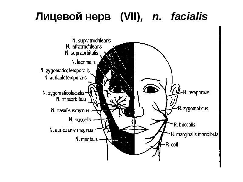 Расположение лицевого нерва схема. Лицевой нерв схема. Схема нервов на лице. Карта лицевых нервов