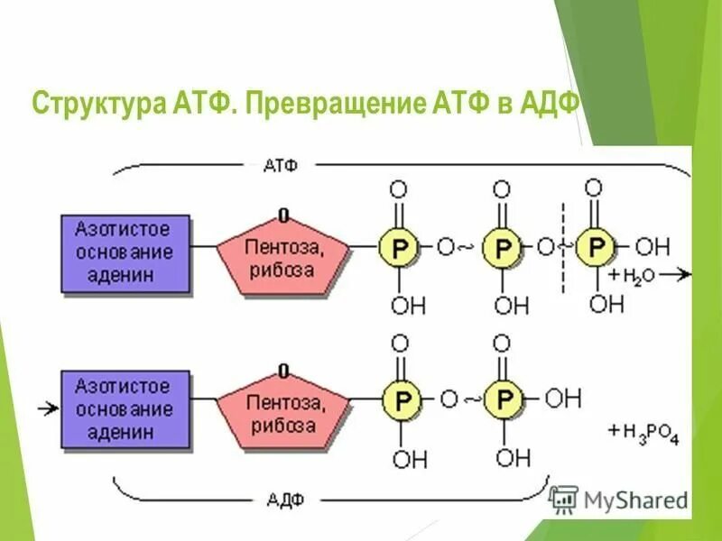 АТФ АДФ функции. Схема молекулы АТФ. Строение АТФ биология 10 класс.