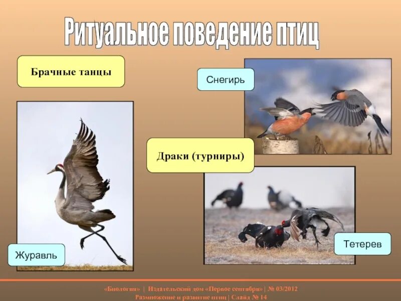 Брачное поведение птиц. Брачные драки птиц. Размножение птиц. Типы развития птиц.