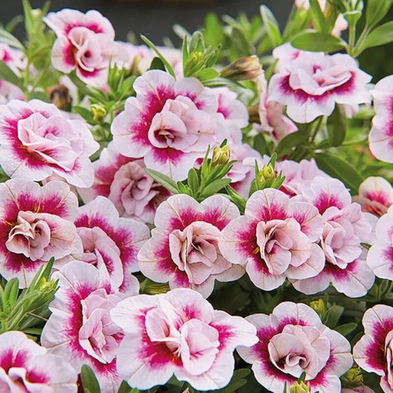 Калибрахоа calita double red. Калибрахоа калита дабл. Калибрахоа. Калибрахоа алоха дабл блю. Калибрахоа aloha double citric.