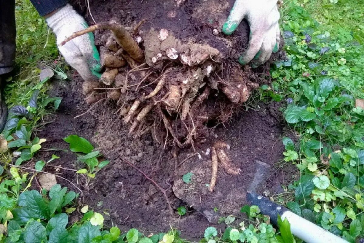 Можно ли пересаживать кусты. Размножается пион корневищем. Пион древовидный рассада. Корень древовидного пиона. Деленки древовидного пиона.