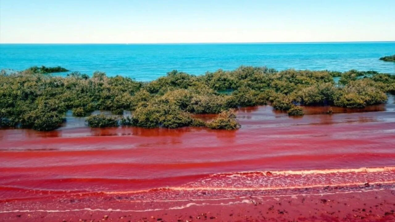 Почему опасно красное. Красное море цветение водорослей. Красный прилив Флорида. Водоросли красный прилив. Красный прилив на Борнео.