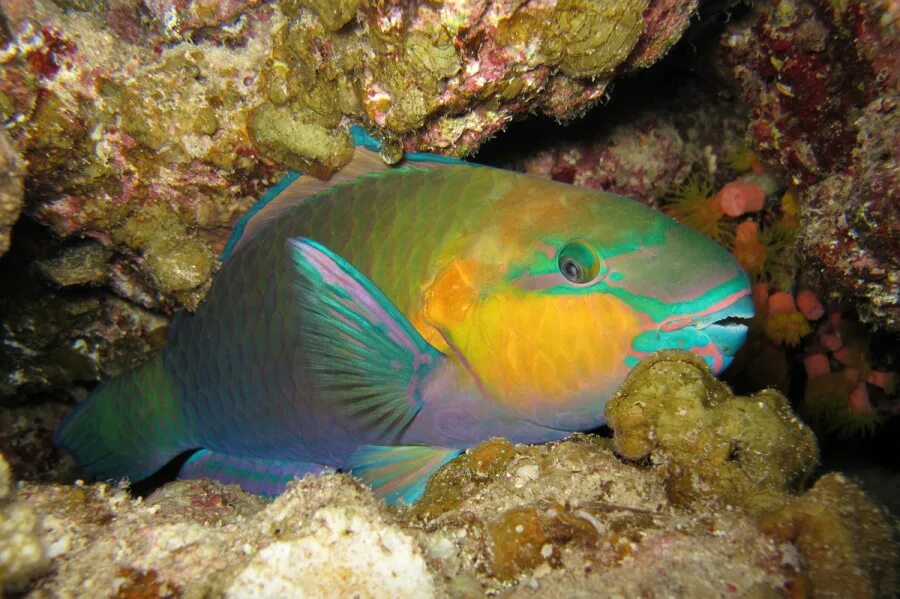 Зелёная шишколобая рыба-попугай. Зелёная шишколобая рыба-попугай. Зелёная шишколобая рыба-попугай. Рыба попугай океаническая. Цихлазома красный попугай.