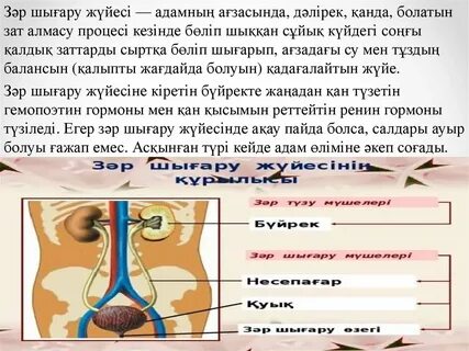 Сперматозоидқа зәр шығару пиздасының фотосы