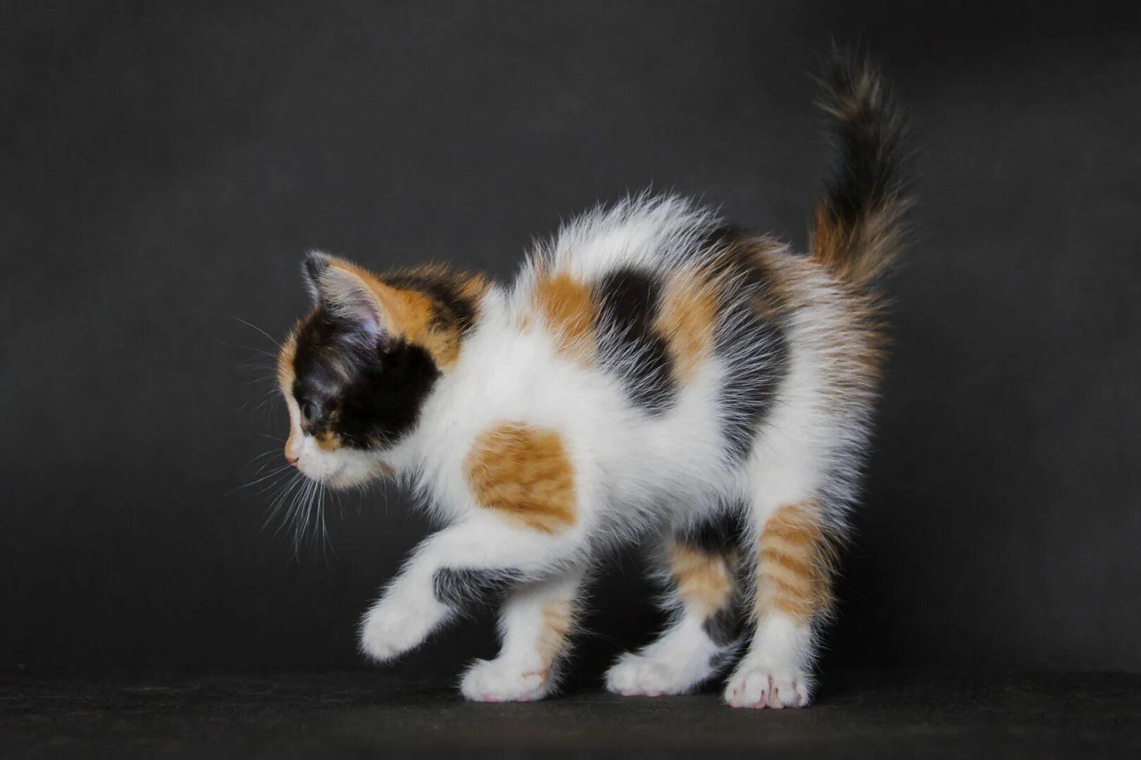 Пол трехцветного котенка. Сибирская кошка трехцветная короткошерстная. Мэнкс кошка трехцветная. Японский бобтейл длинношёрстный. Американская короткошерстная кошка трехцветная.