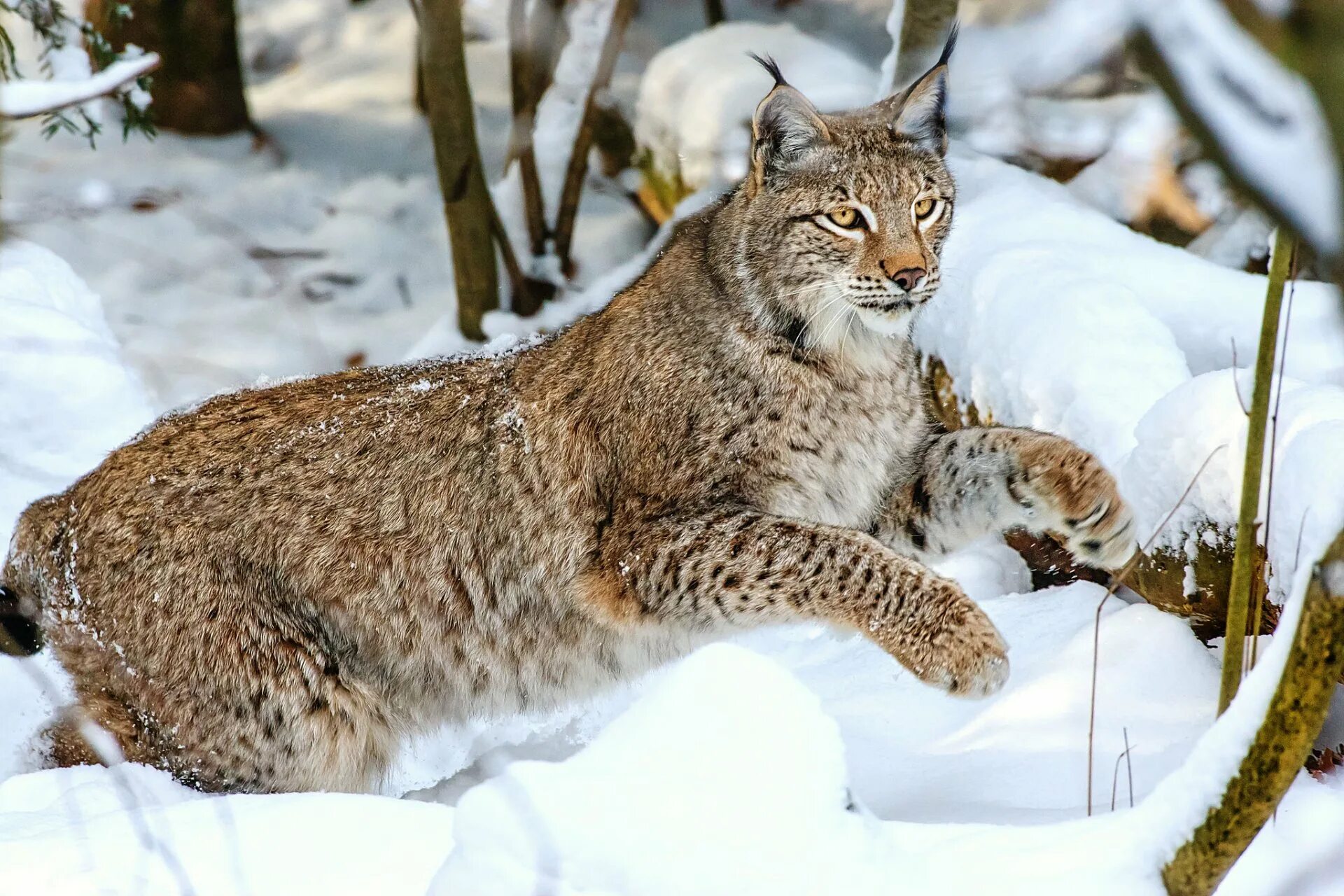 Рысь обыкновенная Lynx Lynx Linnaeus, 1758. Канадская Рысь Бобкэт. Баргузинский заповедник Рысь. Сибирская Рысь.