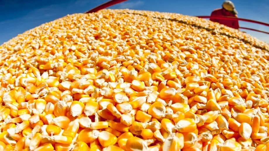 Куры можно кукурузы. Кукуруза Таджикистан. Продает кукурузу на пляже. Ест кукурузу на пляже. Жует кукурузу.