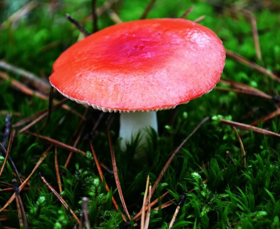 Сыроежка в каком лесу. Сыроежка гриб. Сыроежка (Russula). Сыроежка гребенчатая. Сыроежка красная съедобная.