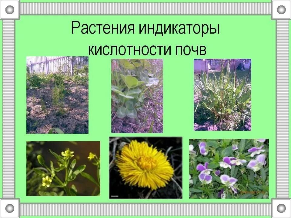 Растения любящие щелочную почву. Сорняки индикаторы кислотности. сорняки показатели кислотности почвы. растения индикаторы кислых почв. сорняки на кислой почве.