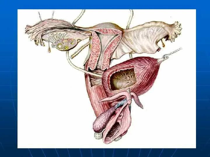Что такое преддверие половых органов. Железы женских половых органов. Женская половая система в разрезе. Железы женских органов