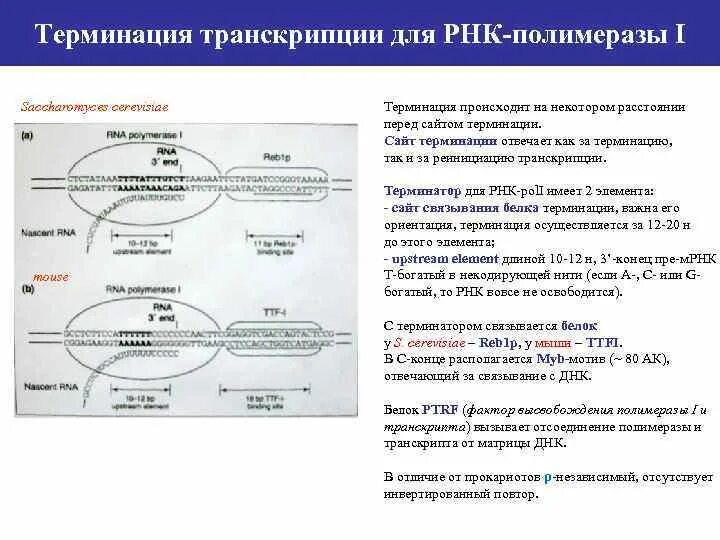 Рнк полимераза в транскрипции. Инициация транскрипции у эукариот. транскрипция у прокариот инициация элонгация терминация. механизмы терминации транскрипции. терминация транскрипции у эукариот.