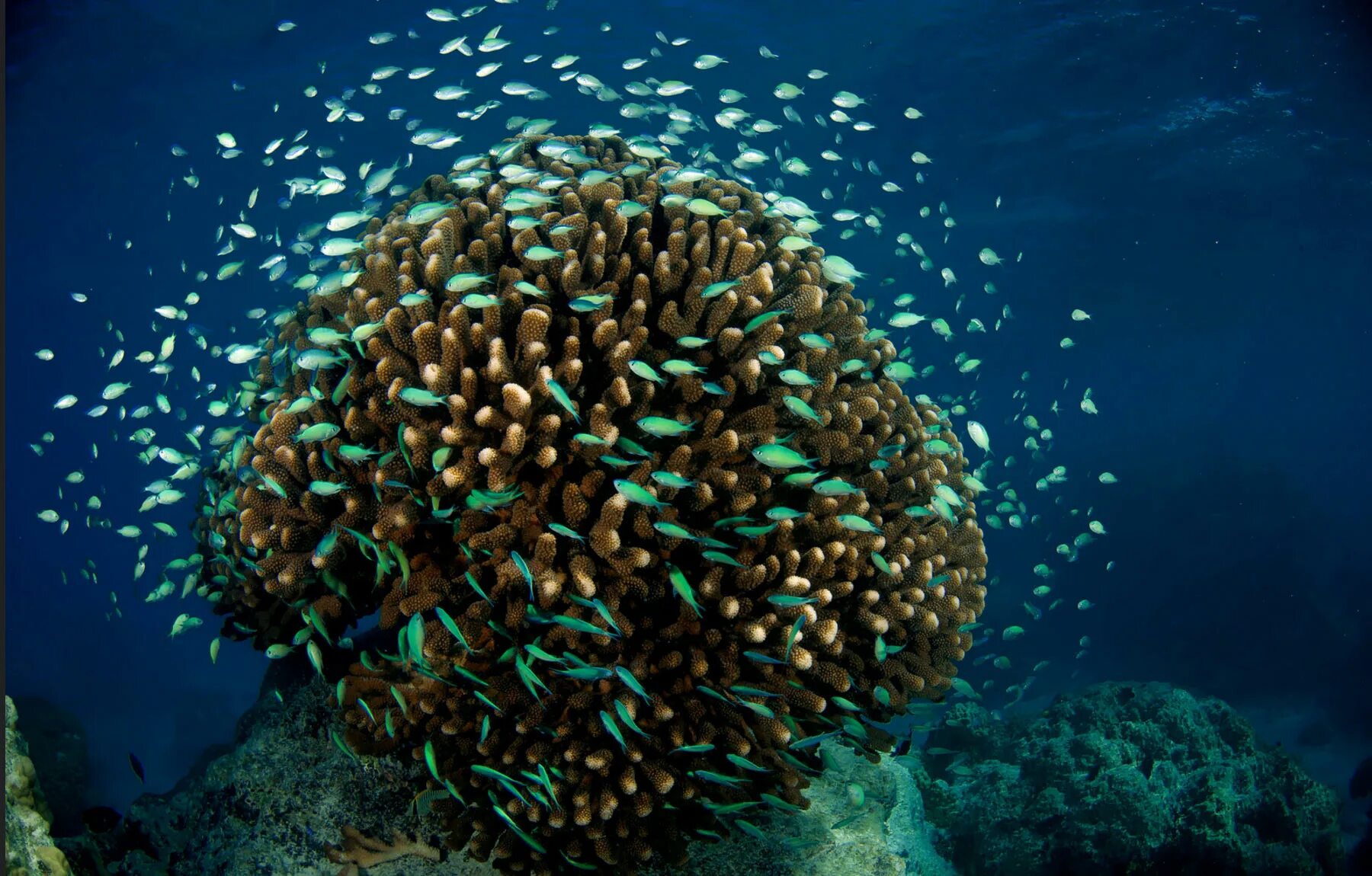 Экосистема кораллового рифа. Морские экосистемы. Растения в океане. Обитатели морских экосистем. Растения мирового океана.