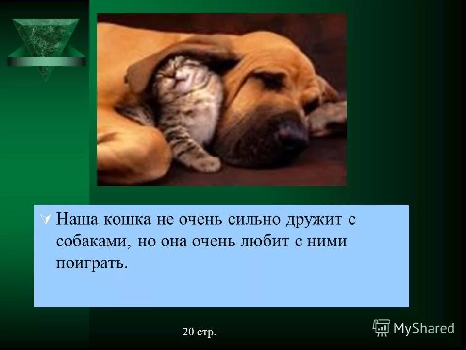 Домашние животные и человек. Стаффордширский терьер и дети. Почему кошки с собаками не дружат. Сходства кошек и собак. Почему собака не дружит с собакой.