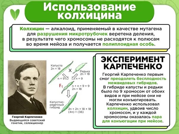 Карпеченко капустно редечный гибрид. Капустно-редечный гибрид Карпеченко. Эксперимент Карпеченко. Опыт Карпеченко капустно редечный гибрид. Колхицин Карпеченко.