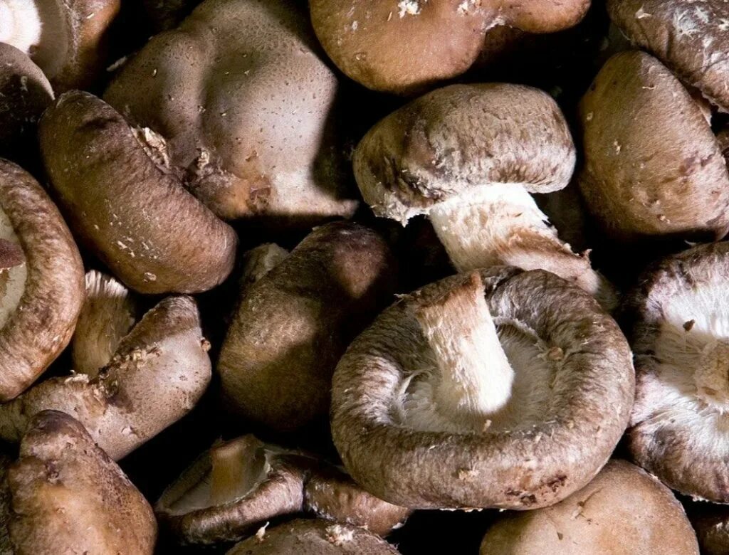 Шиитаке Lentinula edodes. Шиитаке Shiitake (Lentinula edodes). Грибы японские шитаки. Шиитаке и трутовик.