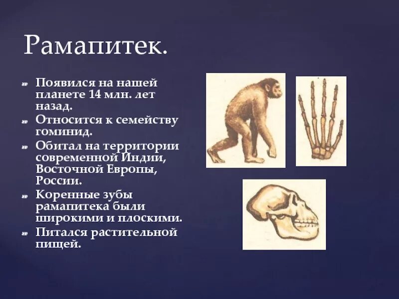 Гоминиды представители