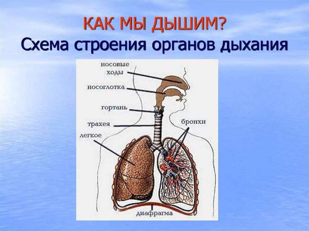 При дыхании человек выдыхает углекислый газ. Строение дыхательной системы человека. Схема строения системы органов дыхания. Дых система человека анатомия. Строение дыхательной системы человека для детей.