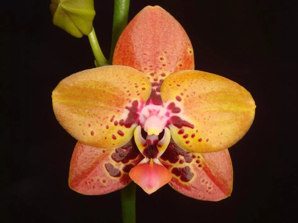 Гринволд азиат орхидея фаленопсис. Фаленопсис анаконда. Азиатские орхидеи. Фаленопсис пиниф. Азиатские орхидеи.