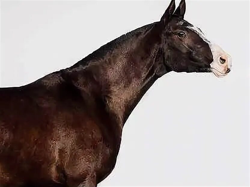 Лошадь видео на котором. Иппосфера 2023. Horse 2023. 2023 год конь с джигитом. Ярмарка лошадей.
