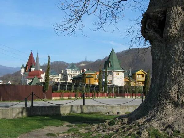 Тюльпановое дерево в Сочи Головинка. Тюльпанное дерево Головинка. Тюльпановое дерево в Головинке. Головинка замок тюльпановое. Дерево тюльпанов в головинке