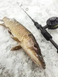 Ловля щуки на балансир зимой